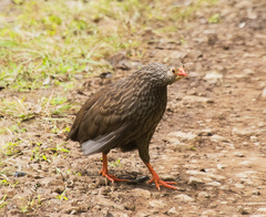 Pternistis squamatus