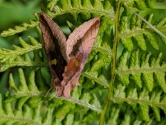 Autographa metallica