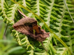 Autographa metallica