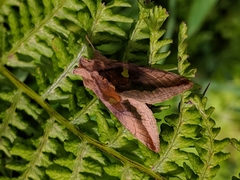 Autographa metallica