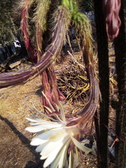 Nyctocereus serpentinus