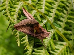 Autographa metallica
