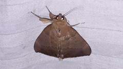 Lepidoptera