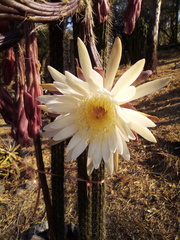 Nyctocereus serpentinus