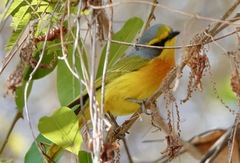 Telophorus sulfureopectus