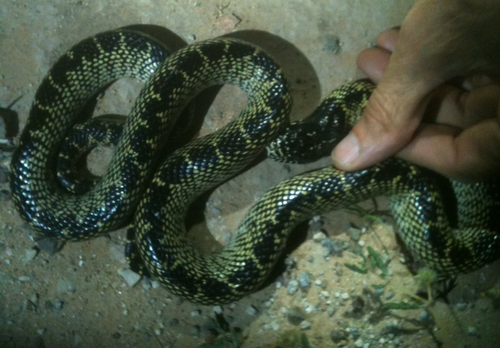Photo of a Desert Kingsnake (Lampropeltis splendida)