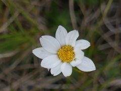Chrysanthemum integrifolium
