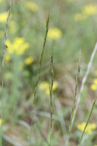 Image of Helictochloa pratensis by (c) David Sandler, some rights reserved (CC BY)