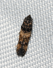 Walshia miscecolorella