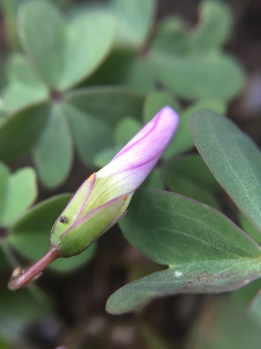 Blue woodsorrel (Oxalis caerulea)