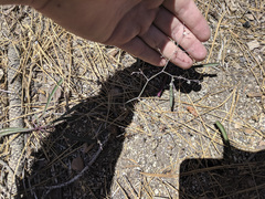 Eriogonum apiculatum