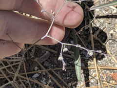 Eriogonum apiculatum