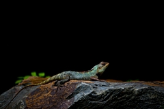Calotes versicolor