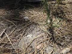 Eriogonum apiculatum