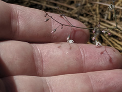 Eriogonum apiculatum