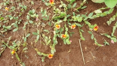 Zornia thymifolia