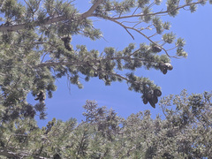 Pinus lambertiana