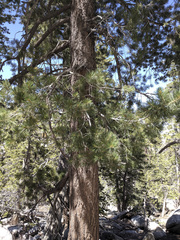 Pinus lambertiana
