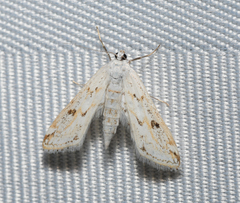 Parapoynx allionealis