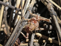 Phymonotus jacintotopos