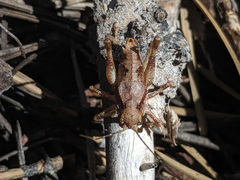 Phymonotus jacintotopos