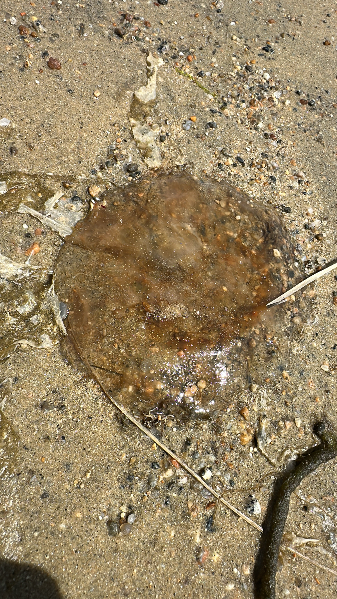 Pectinatella magnifica (Leidy, 1851)