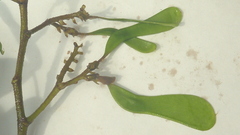 Machaerium condensatum