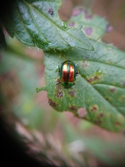 Chrysolina fastuosa