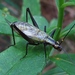 Black-horned Tree Cricket - Photo (c) Summit Metro Parks, some rights reserved (CC BY), uploaded by Summit Metro Parks