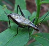 Black-horned Tree Cricket - Photo (c) Summit Metro Parks, some rights reserved (CC BY), uploaded by Summit Metro Parks