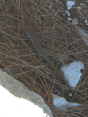 Podarcis melisellensis