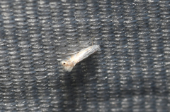Phyllonorycter lucidicostella