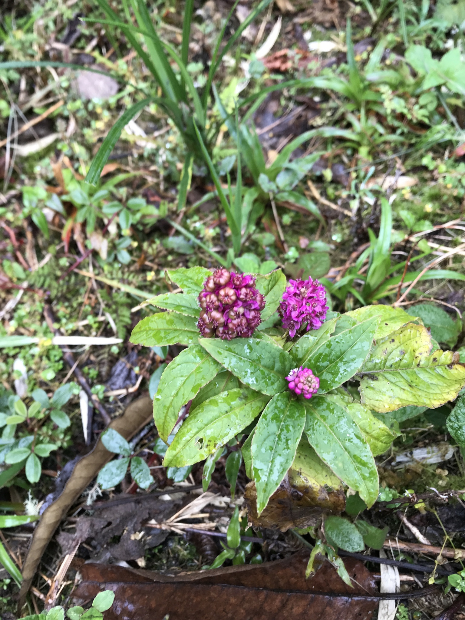 Phytolacca image