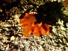 Platydoris sanguinea