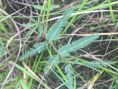 Mimosa microphylla