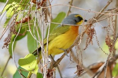 Telophorus sulfureopectus