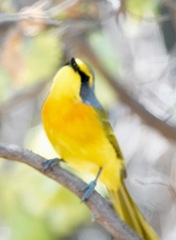 Telophorus sulfureopectus