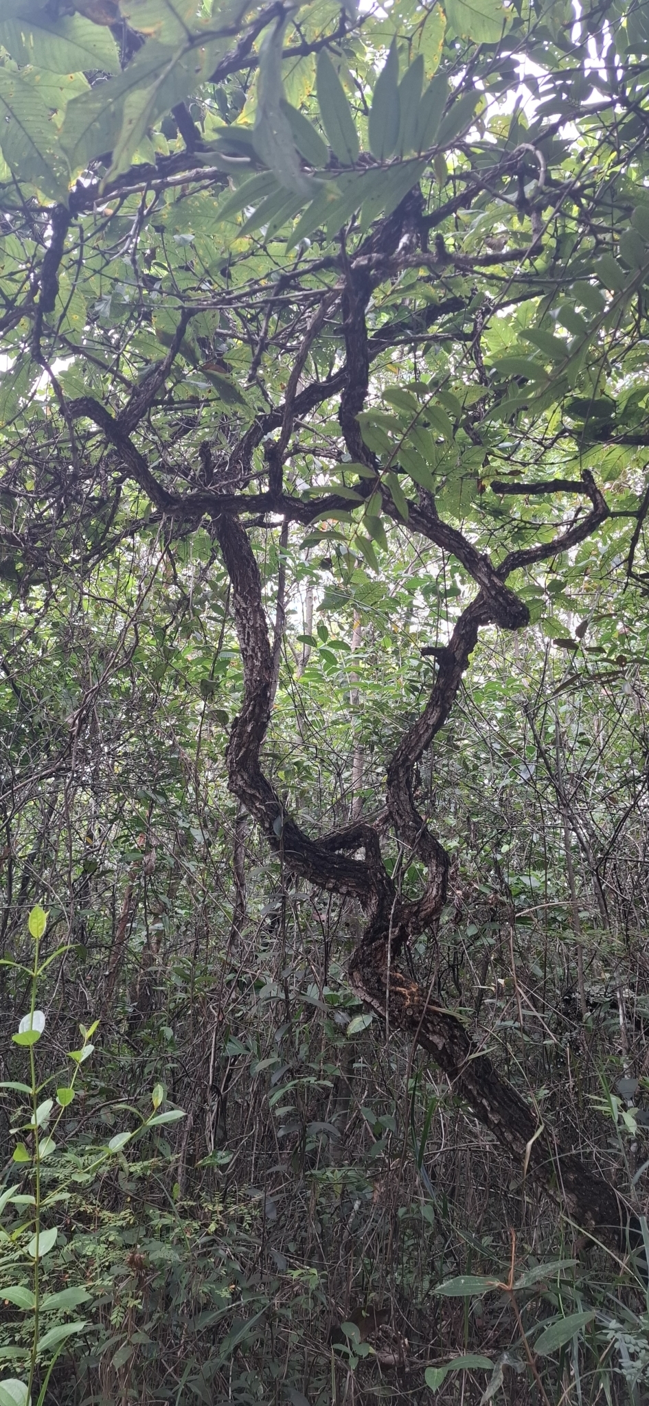 Imagem de Pau-Terra