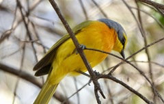 Telophorus sulfureopectus