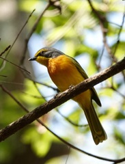 Telophorus sulfureopectus