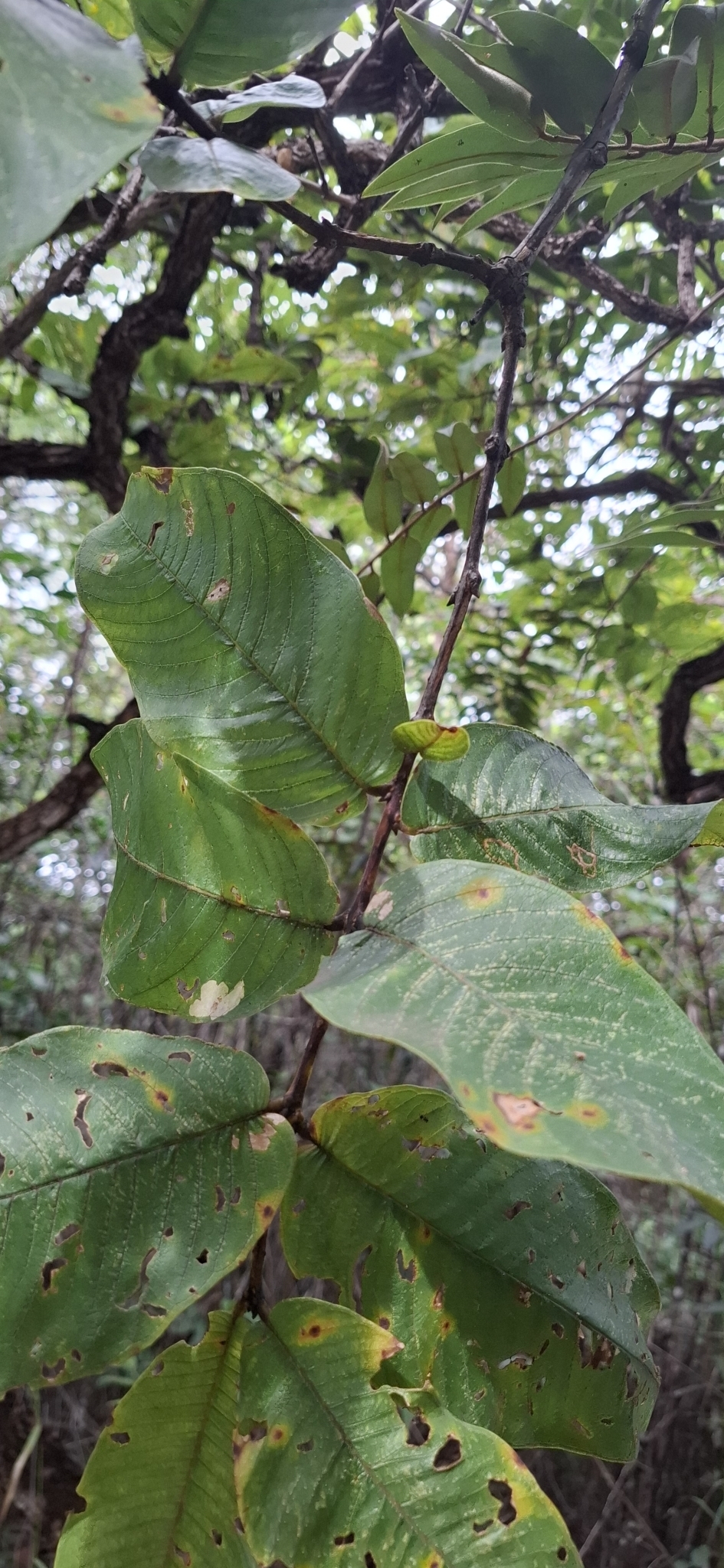 Imagem de Pau-Terra