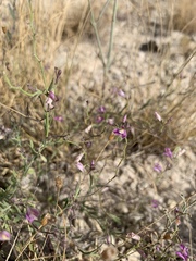 Rhinotropis lindheimeri