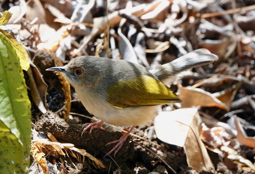 Green-backed Camaroptera