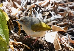 Grey-Backed Camaroptera photo 4