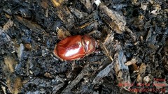 Oryctes nasicornis