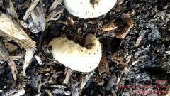 Oryctes nasicornis