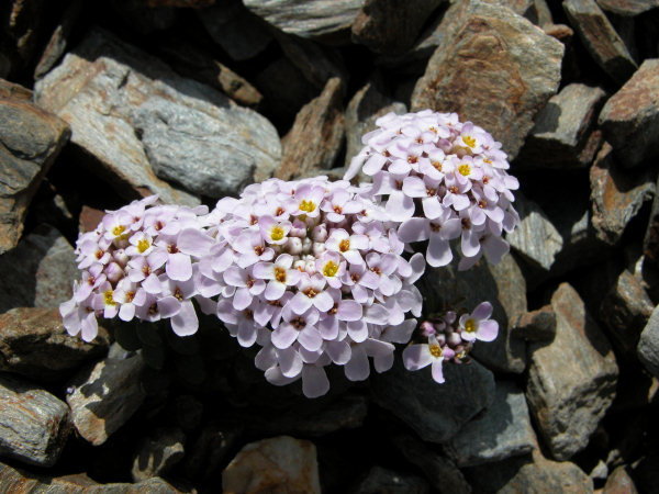 Carraspique
