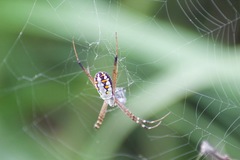 Argiope catenulata