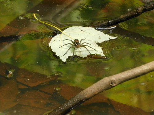 Six-spotted fishing spider