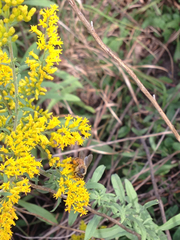 Apis mellifera